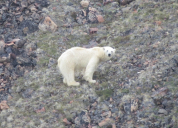 Polar bear looking