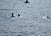 Seals in Disko Bay