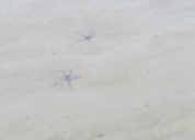 starfish