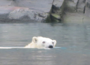 Swimming polar bear Dundas Harbour