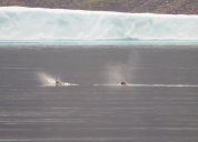 Walrus feeding in Dundas harbour