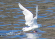 Aasiat birds (1)