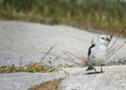 Aasiat birds (2)