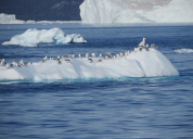Disko Bay birds (1)