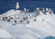 Disko Bay birds (2)