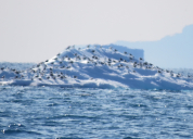 Disko Bay birds (3)