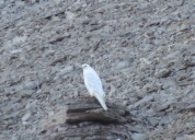 Gyrfalcon nesting above Franklin memorial (1)
