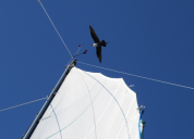 Pomarine Jaeger in Baffin Bay